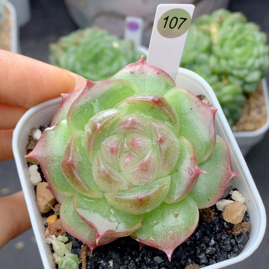 58包邮  群生不包整107