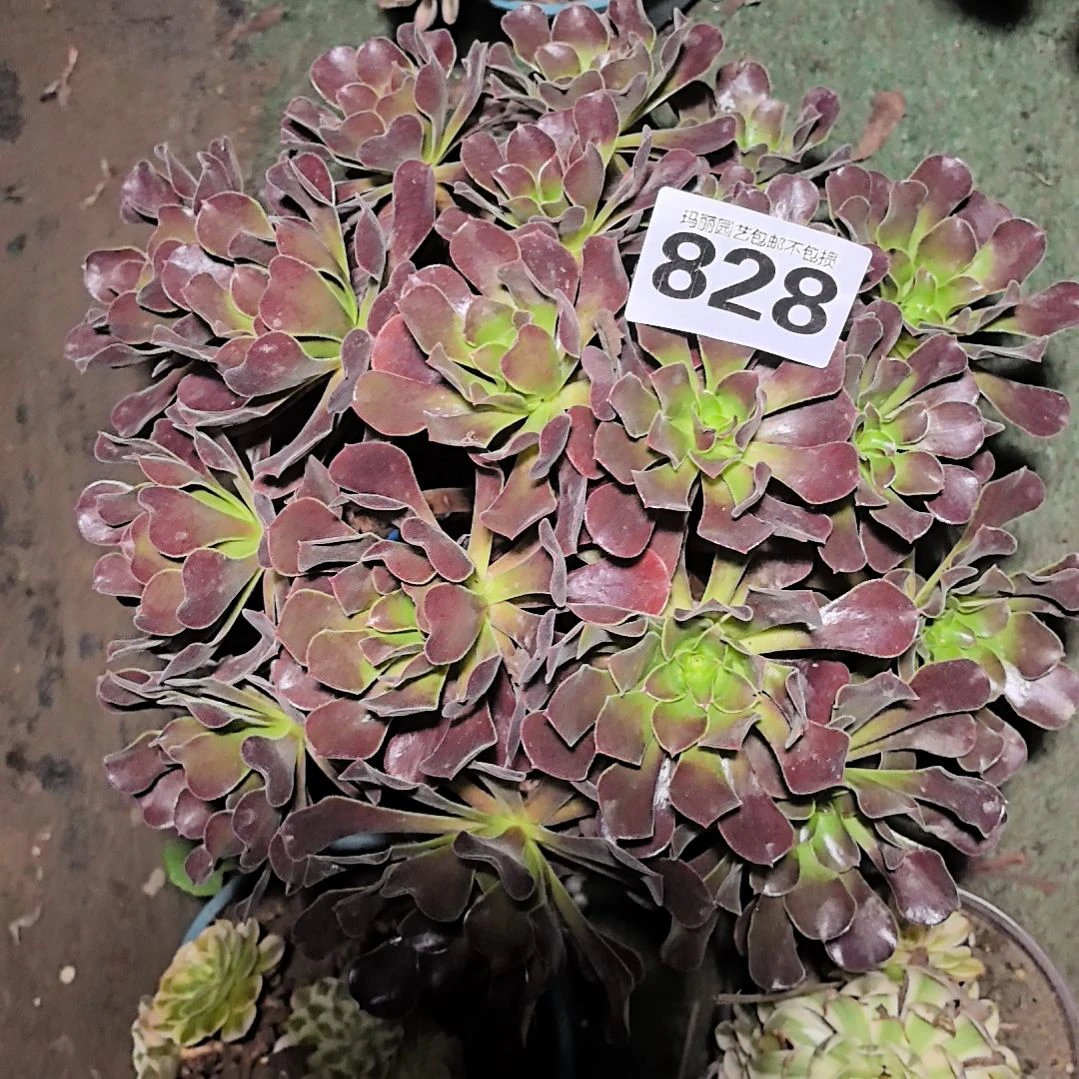 828欧紫花花法师2-2