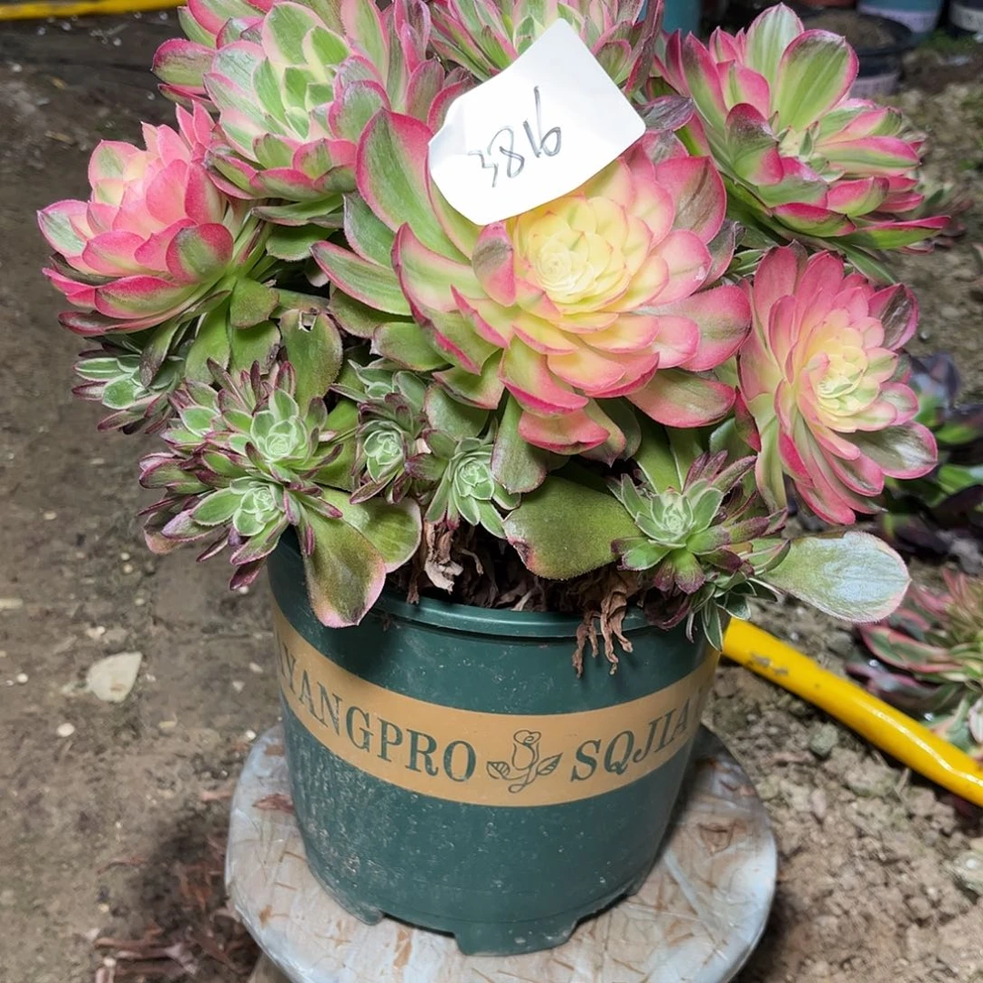 多肉法师锦3816，