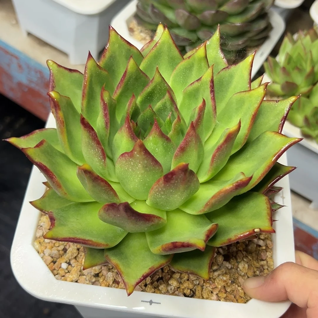 多肉植物一物一拍05