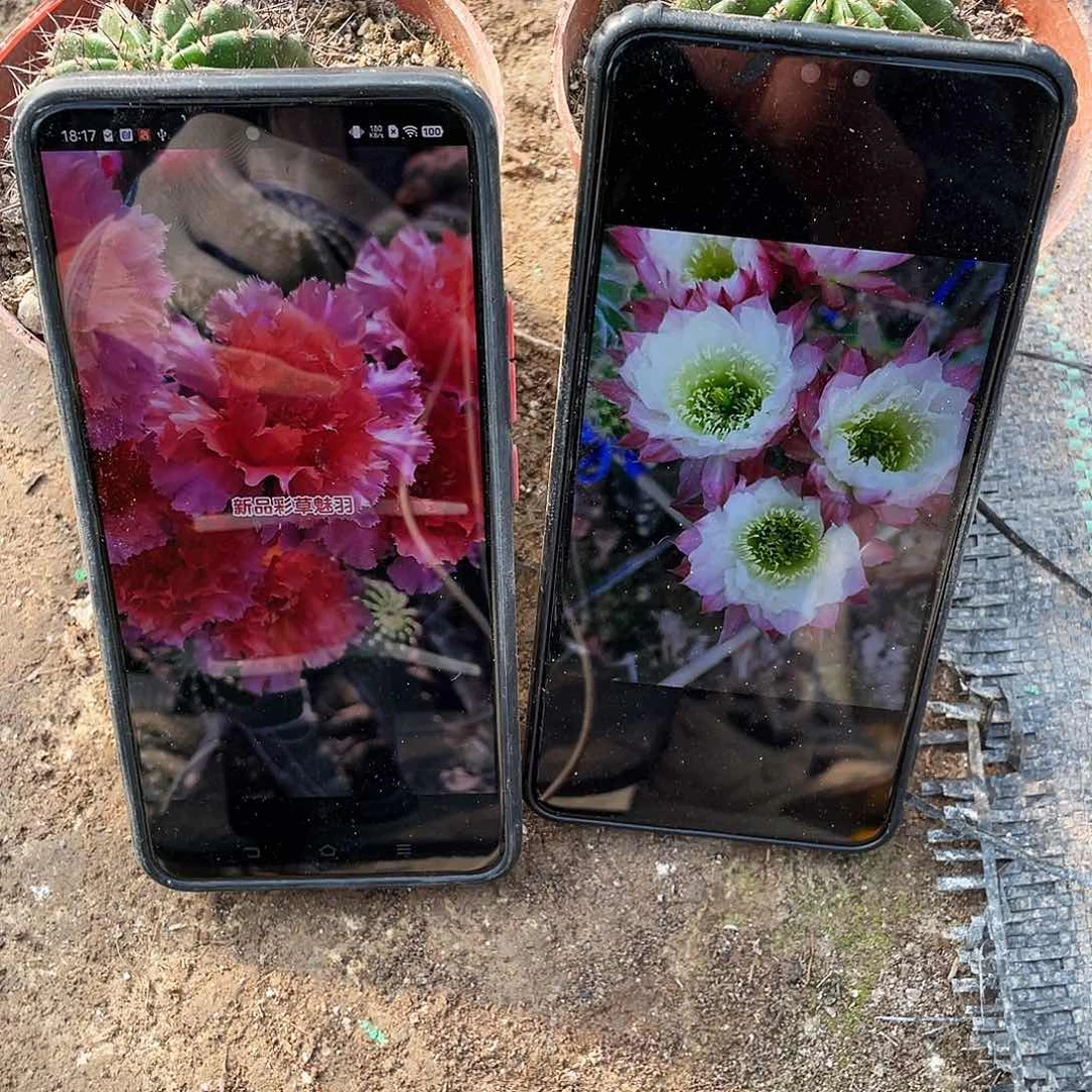 朵*魅羽和cc158两颗