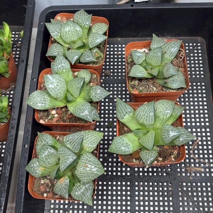 母本粉玻璃 带盘发货