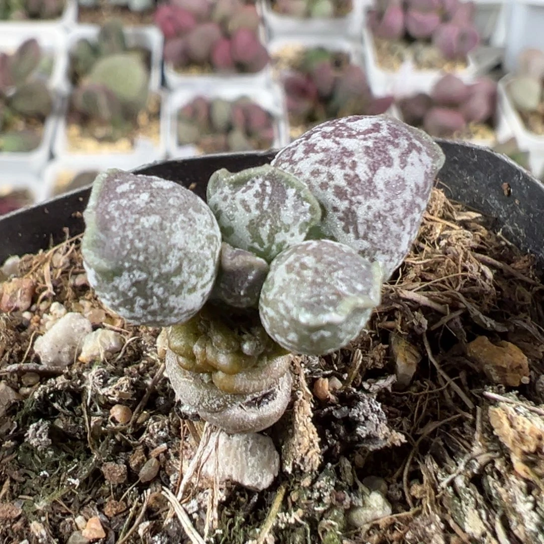 w带桩密斑带桩达摩海豹多肉植物