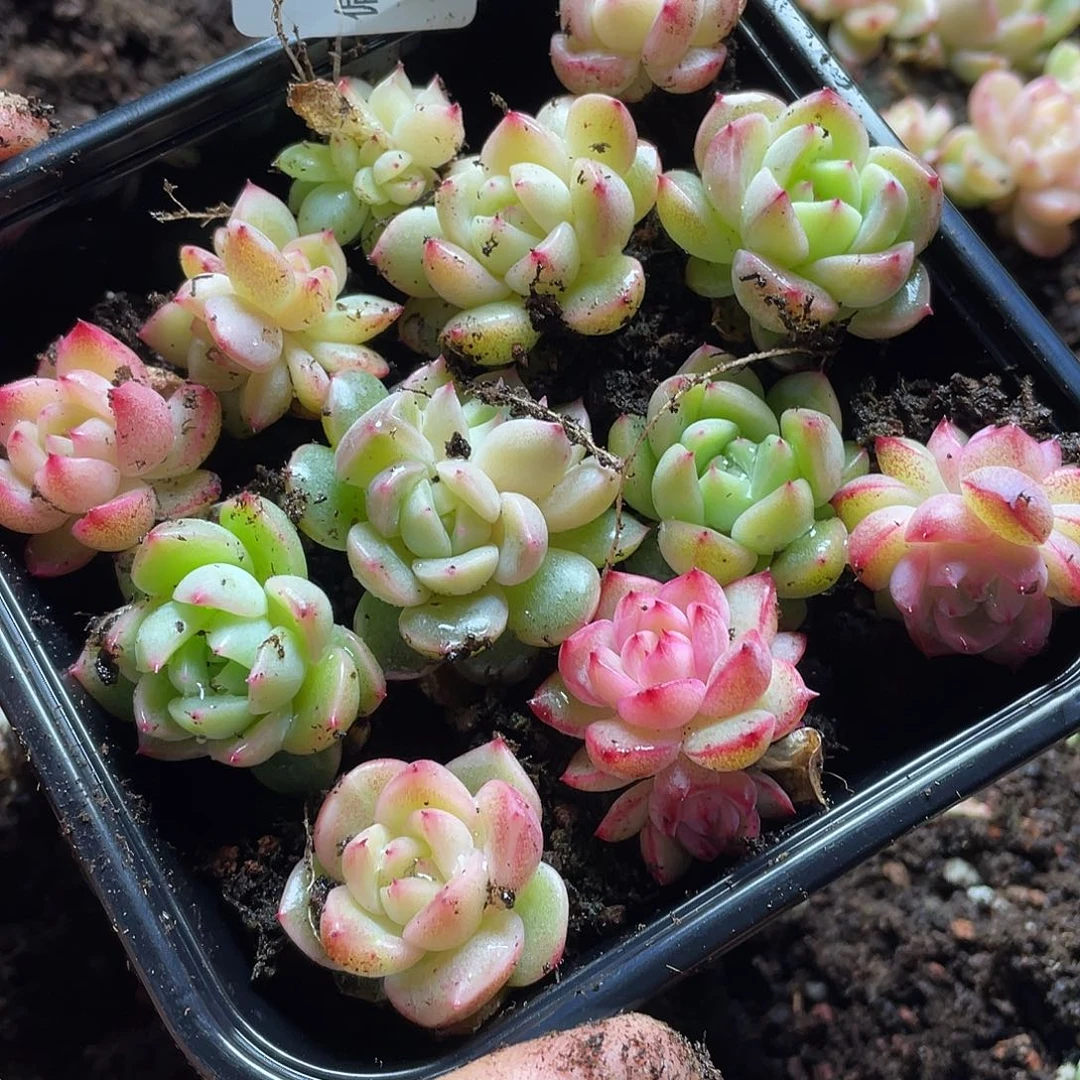 豆***喵2s+珍妮混一物一拍040