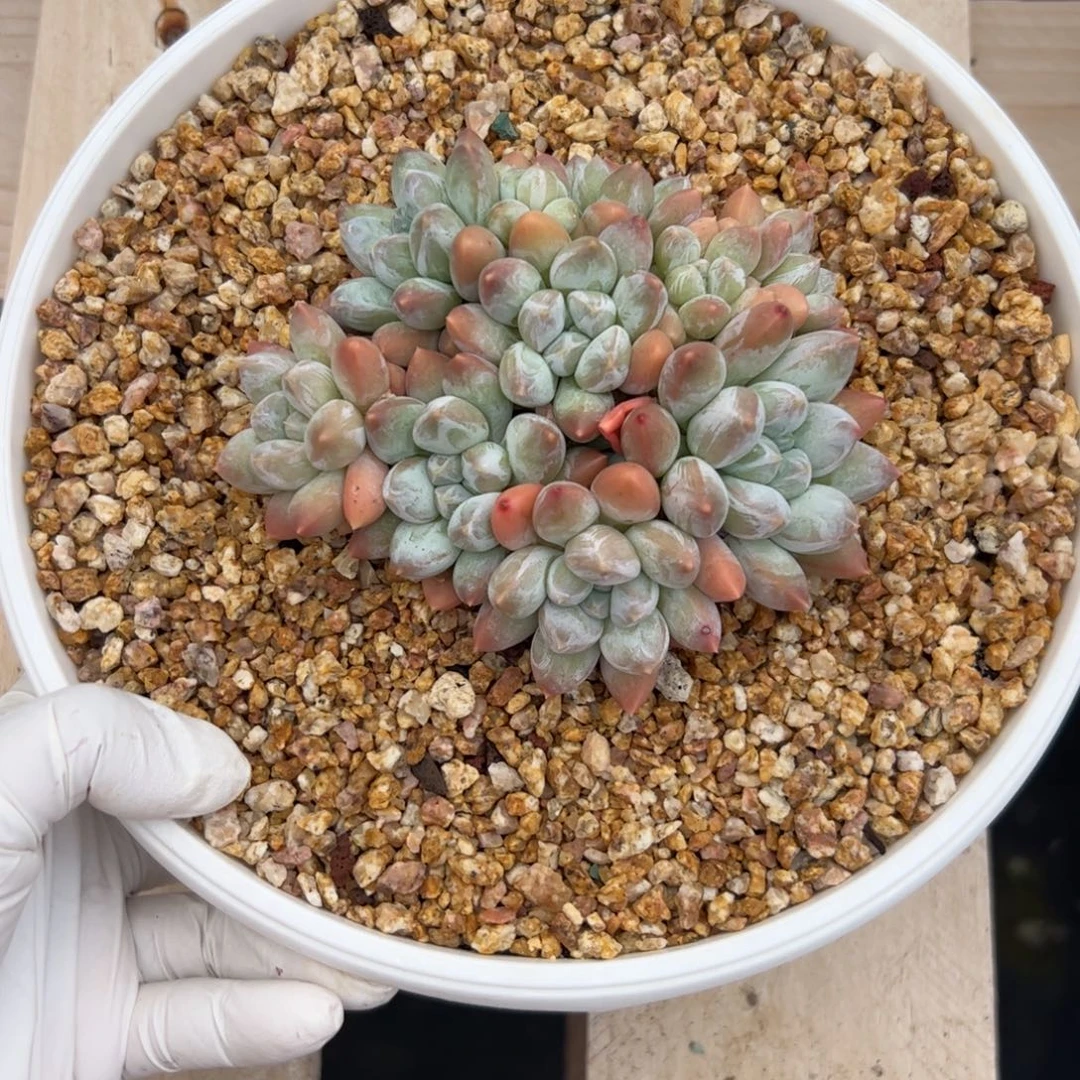 奶糖自然群多肉植物