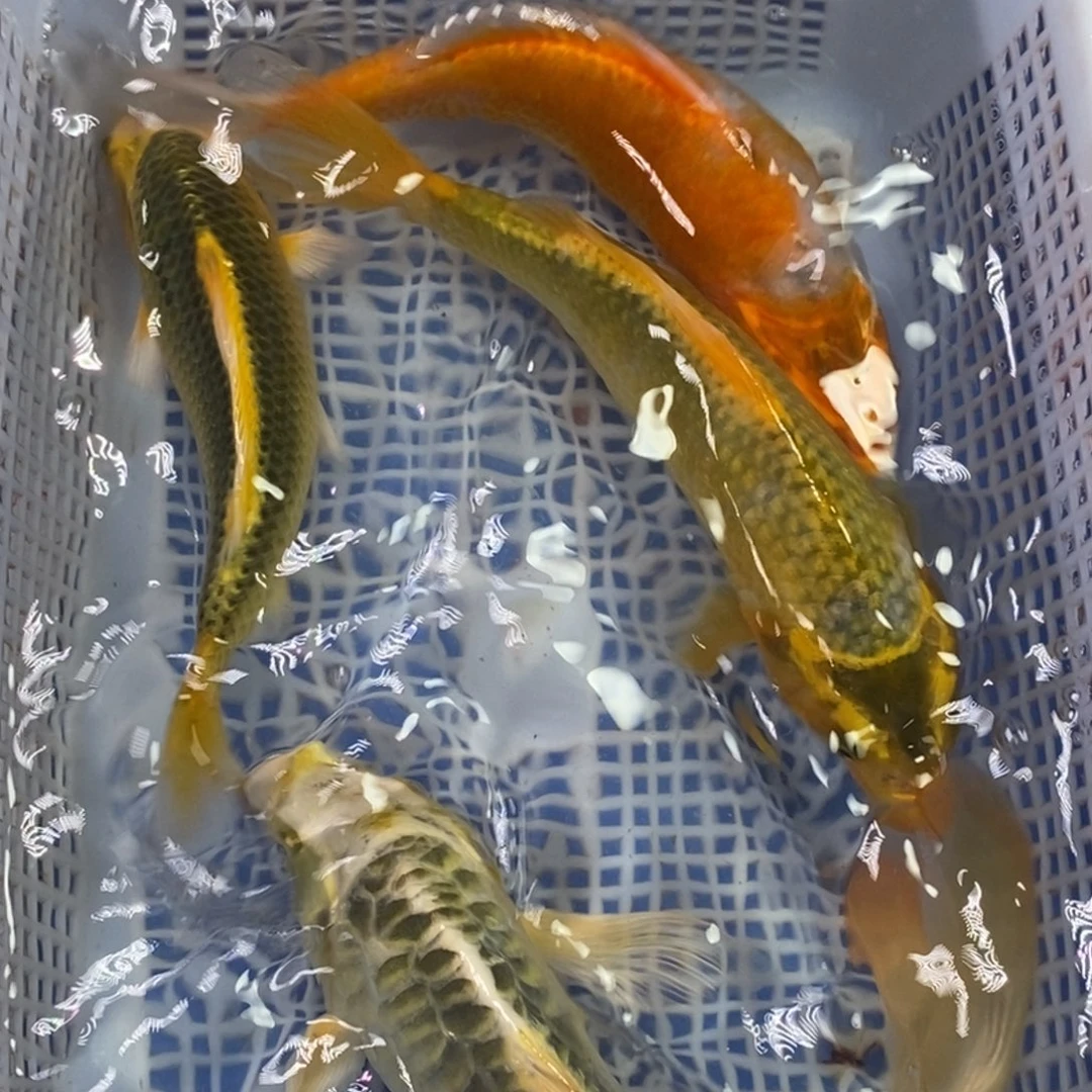 锦鲤冷水锦鲤包邮