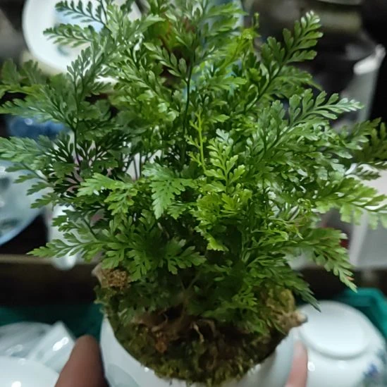沧***司茶盏瓷器吗宝贝生日快乐啊