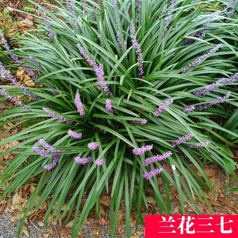 兰花三七盆栽耐热耐寒适合庭院花镜的观赏植物
