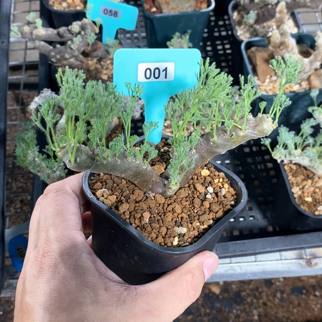 黑皮月界多肉植物