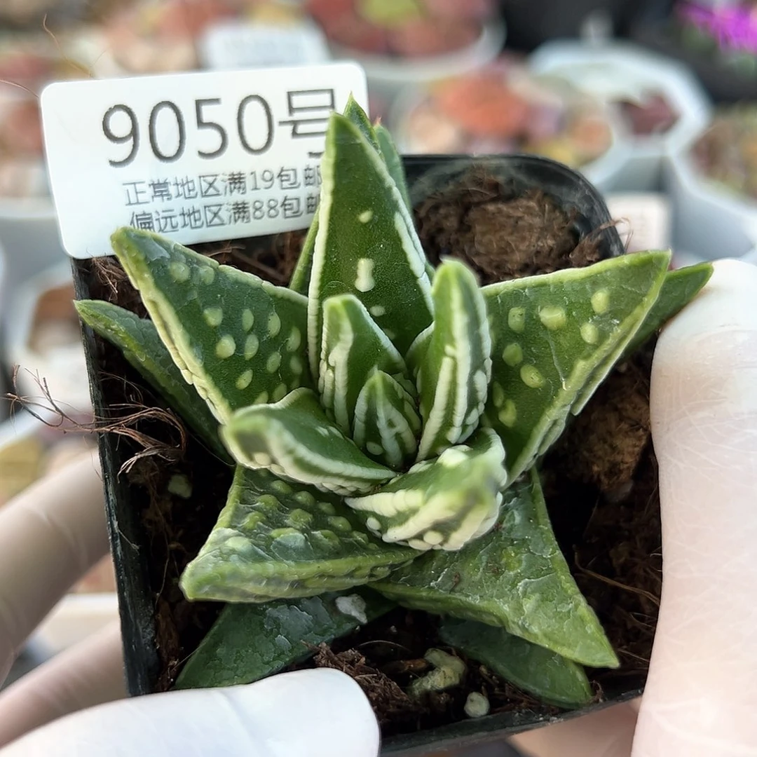 好养易活生石花大母本9050