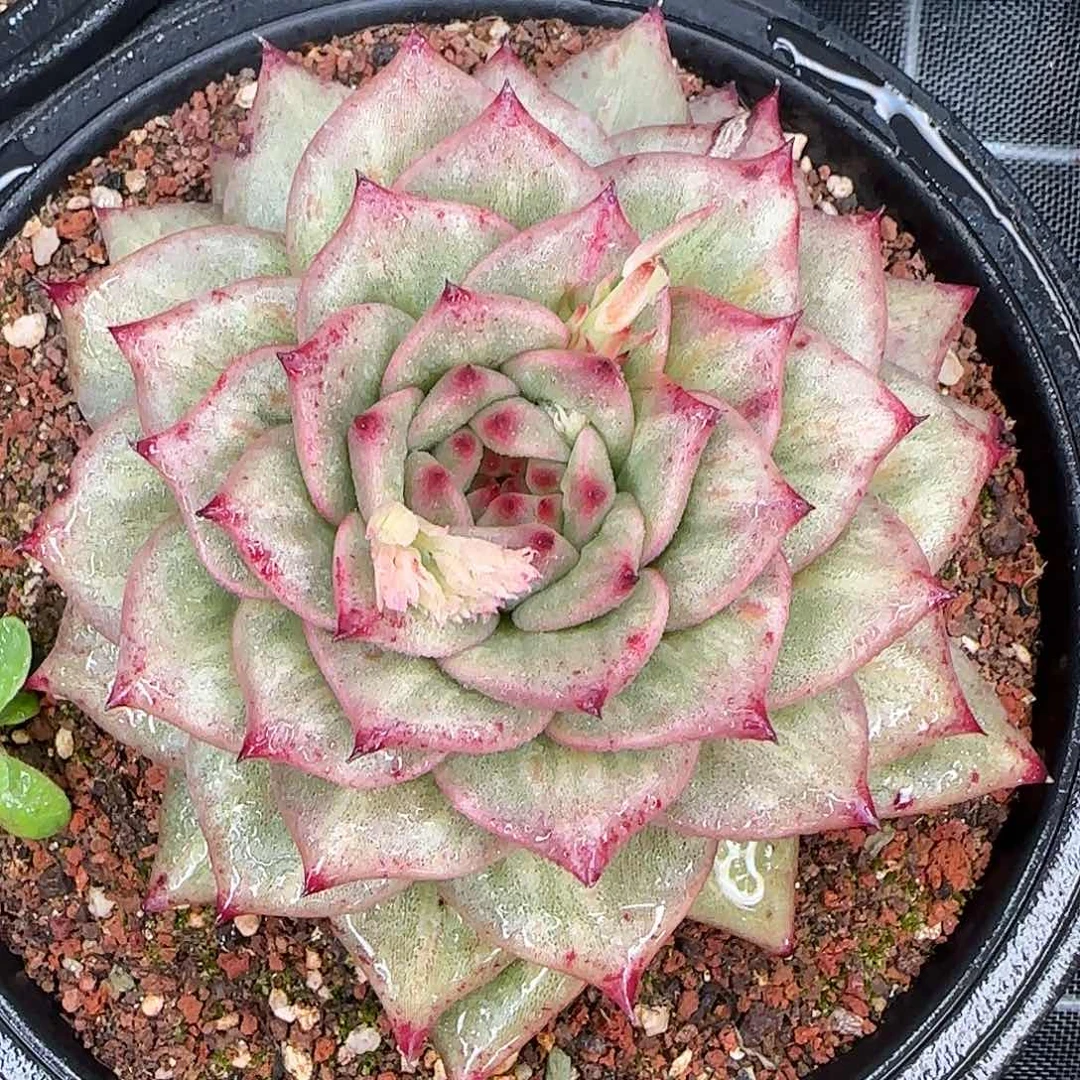 从前慢花园精选凸起