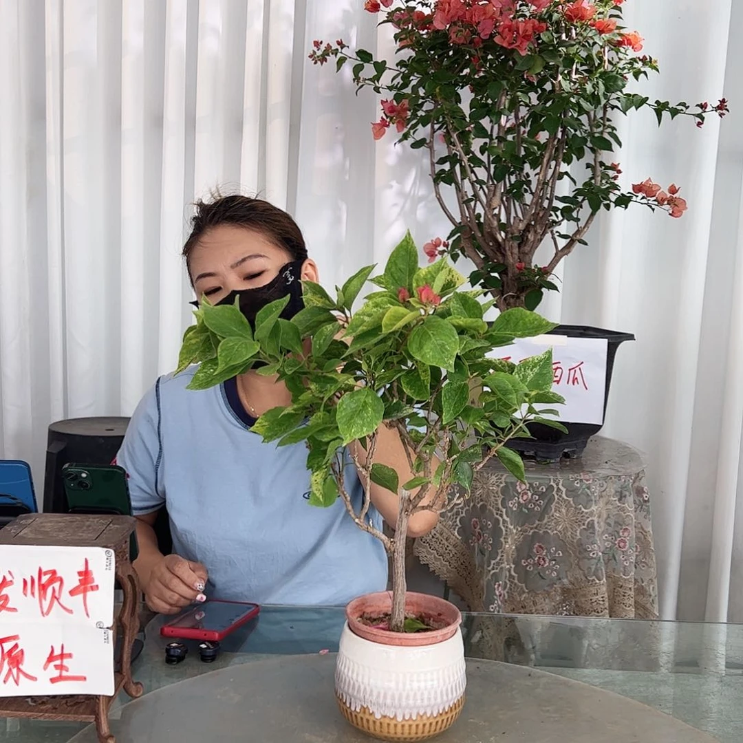 当前无花栽培后可以开花沙斑艳红掌中宝一颗