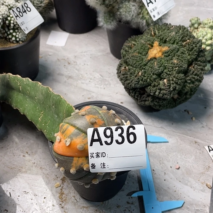 完全开放936红兜一个