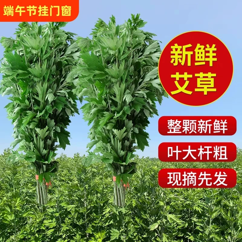 新鲜艾叶艾草全株端午节用整把挂门檐艾蒿儿童洗澡插窗户泡脚驱蚊