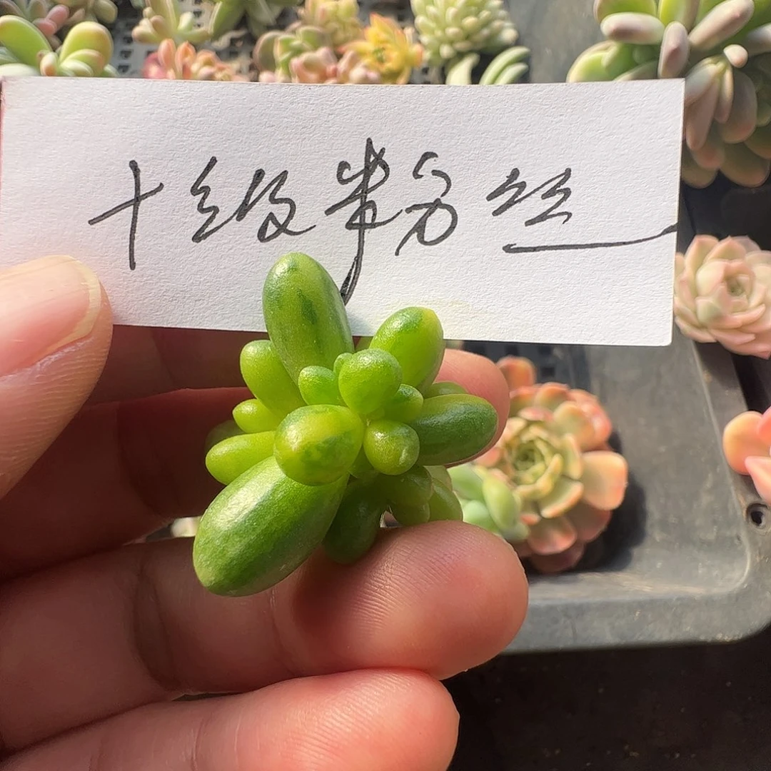 *****多肉植物多肉植物