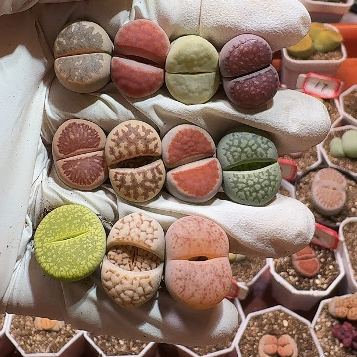 生石花222223:：/。  96