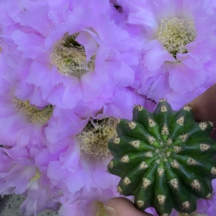 245彩草新粉洛歪4公分左右无根侧牙，20包邮