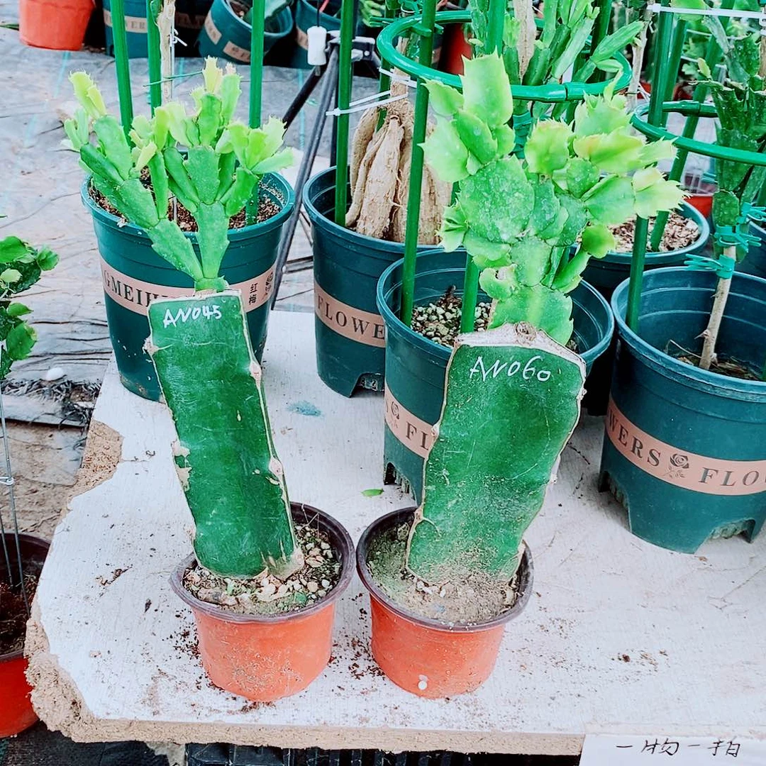 用***9无花朵045，060重瓣