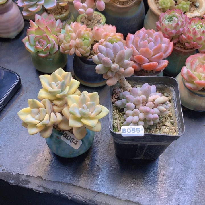 果*一物一拍含盆土满38包邮B054/055配盆