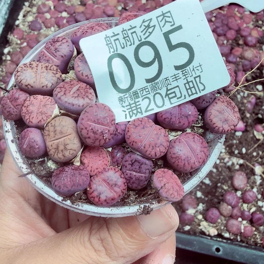 萤***光我想说什么我没办法不做095