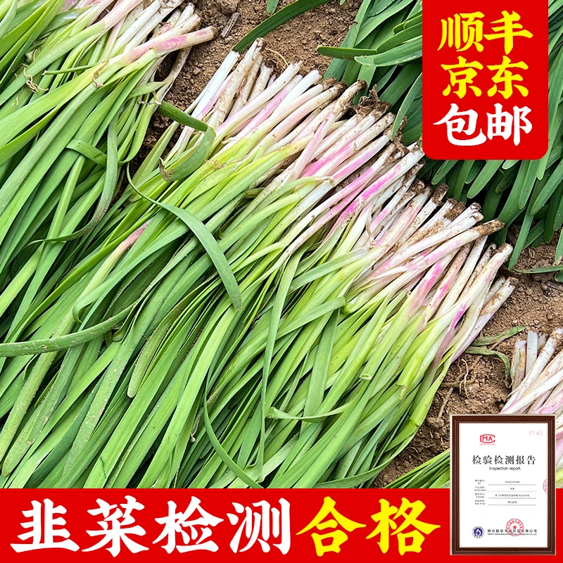 【京东顺丰包邮】头茬紫根韭菜新鲜蔬菜红根鲜美3斤5斤包邮长脖龙口