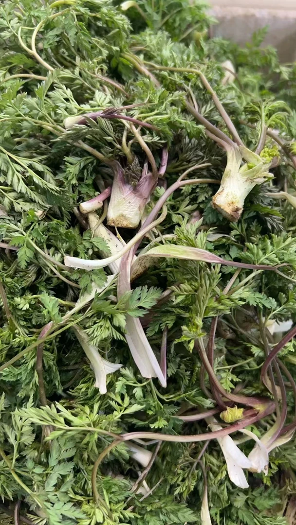 东北小叶芹 现摘现发 新鲜小叶芹500克顺丰包邮