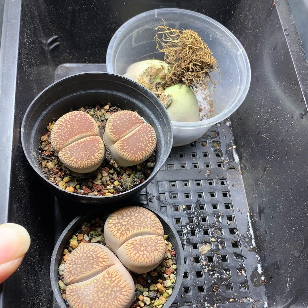 K*kG436多肉植物保护研究所