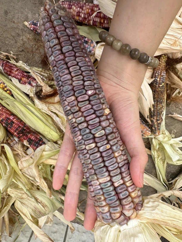 毛料小玉米文玩玉米售出概不退换介意勿拍，一物一拍，30包邮.