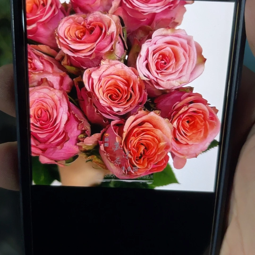 无花朵———快乐魔法 f福利款