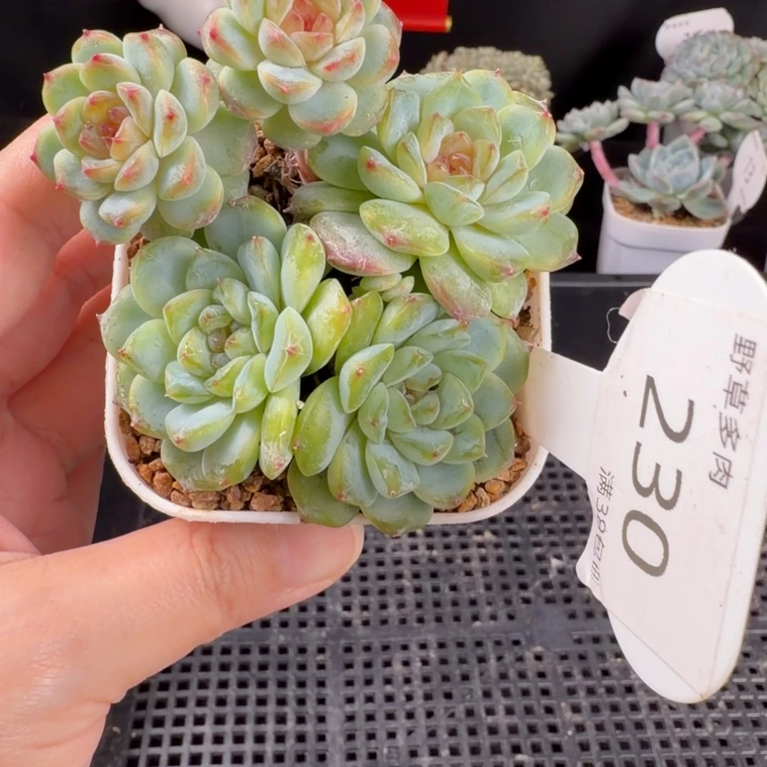 橘子果酱五头群230号