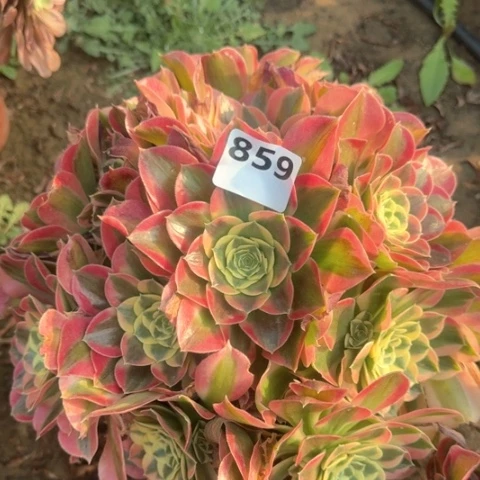 法师雨花石18-13