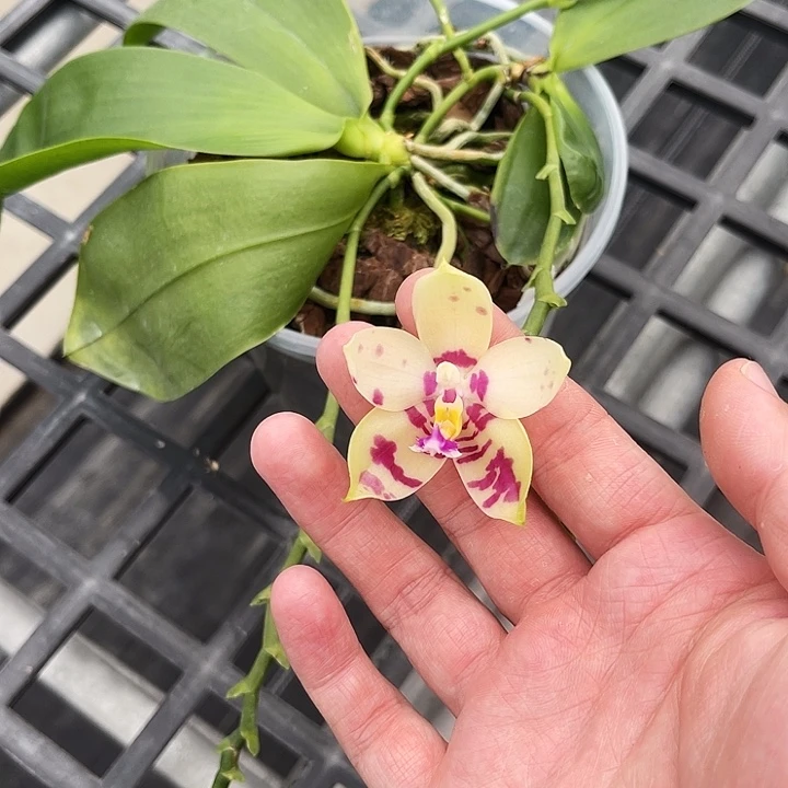 大部分开放少量花苞林登斑马822