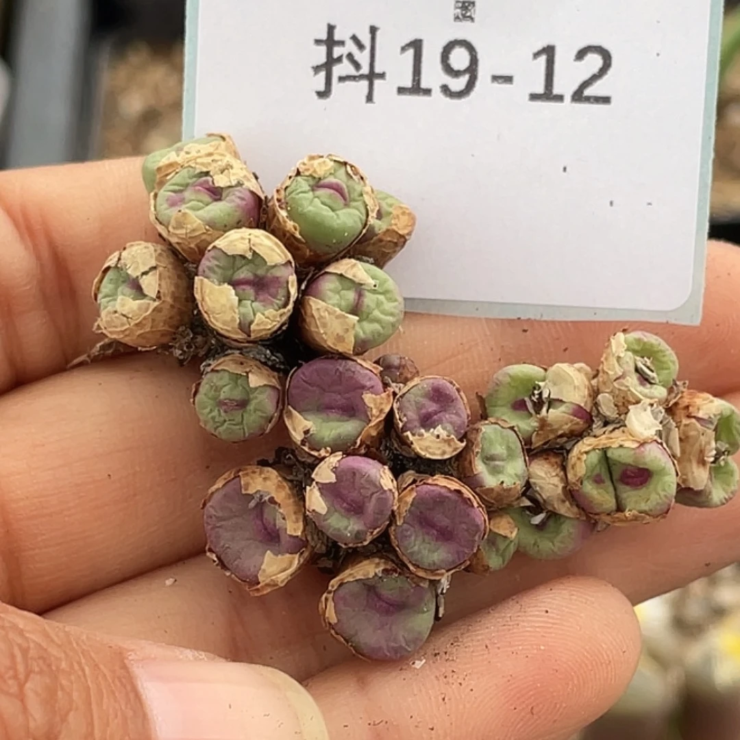 姬***君19-12肉锥多肉植物