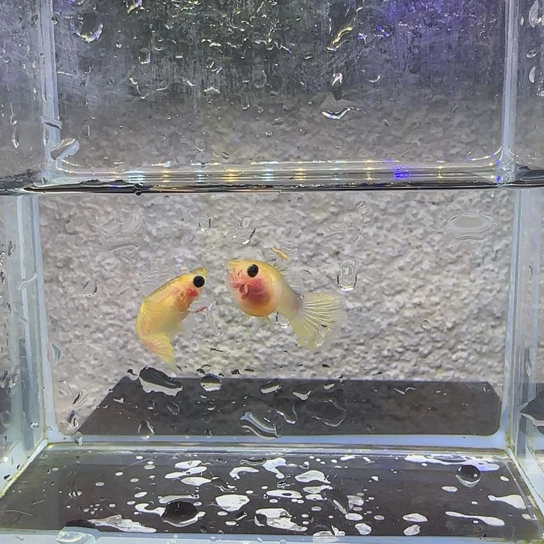 孔雀鱼蛇纹粉猫，53号