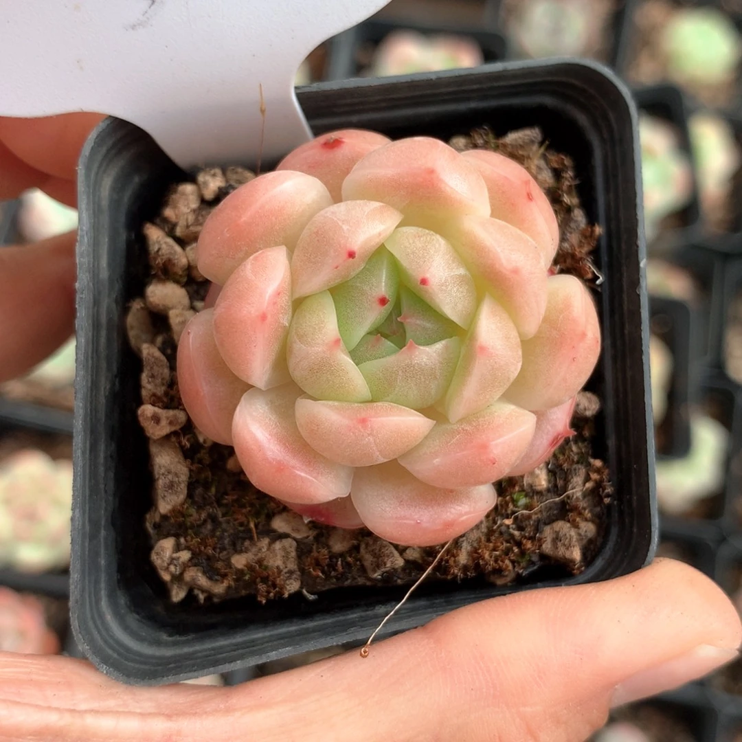 陈****粉油透肥圆包珍妮506