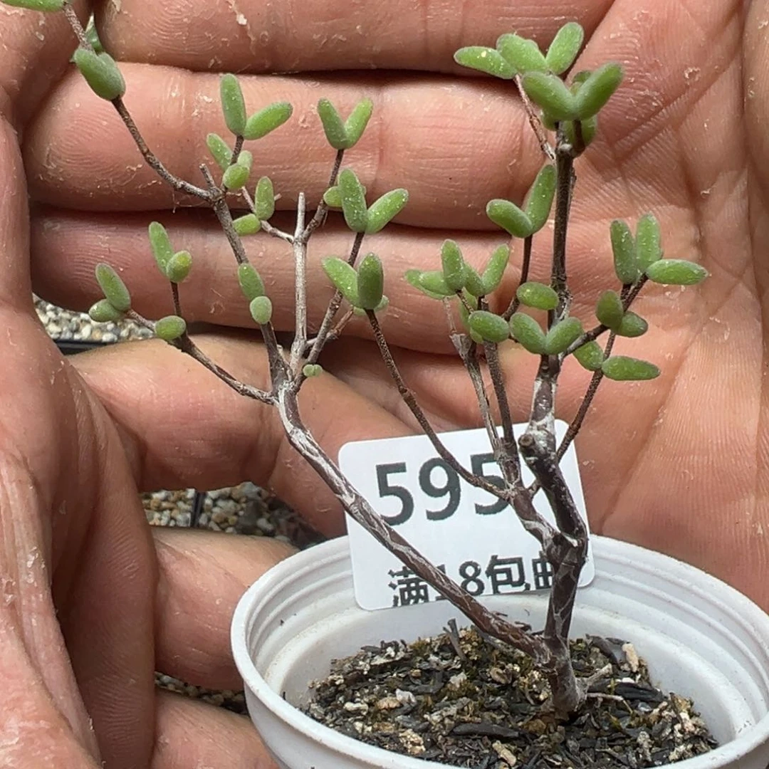 【闪购商品】 595。