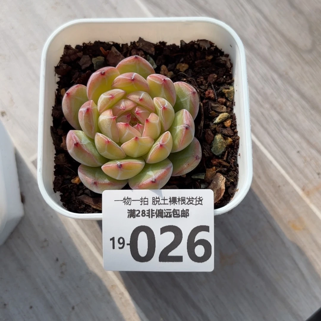 雪花珍妮一物一拍