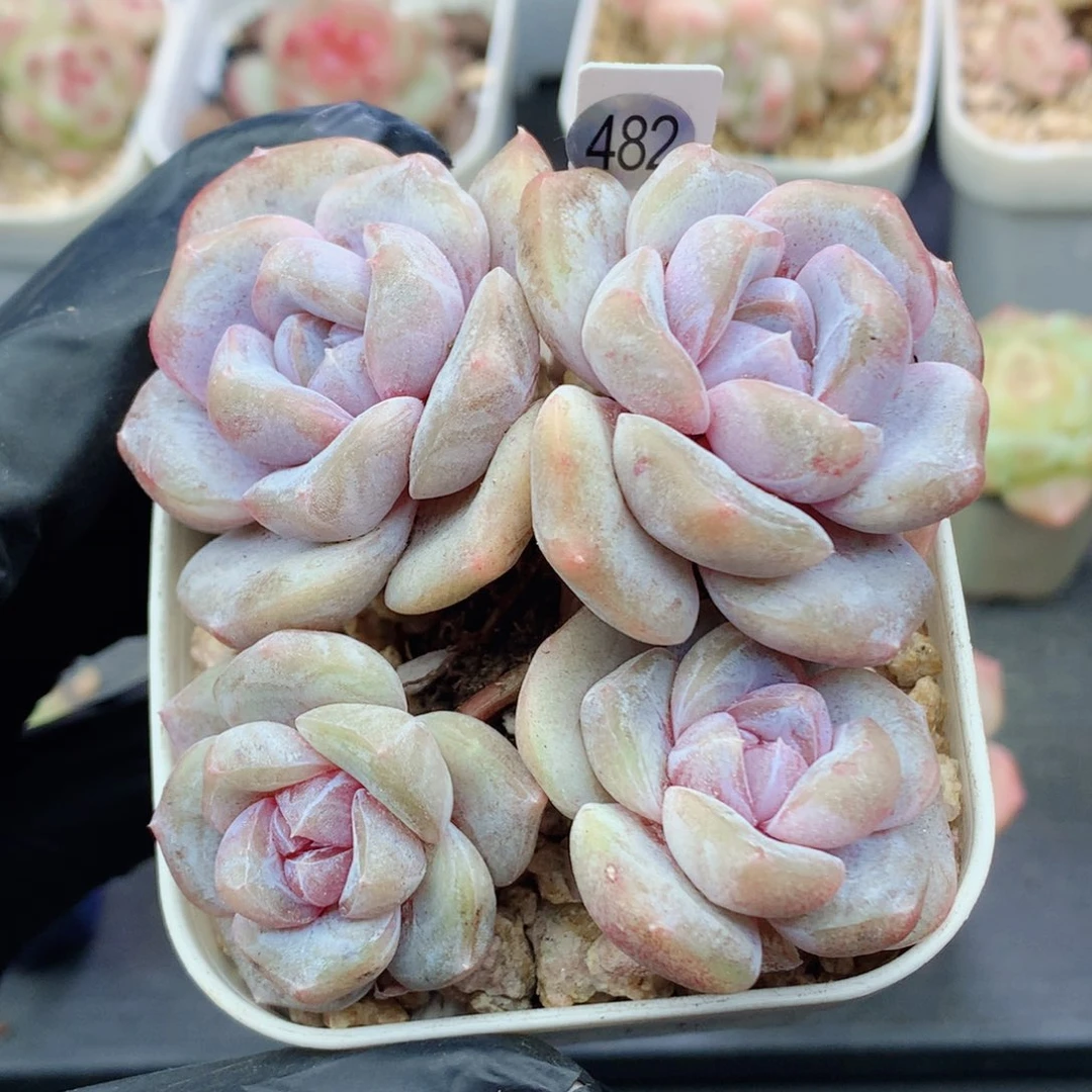 紫糖心58包邮  群生不包整482