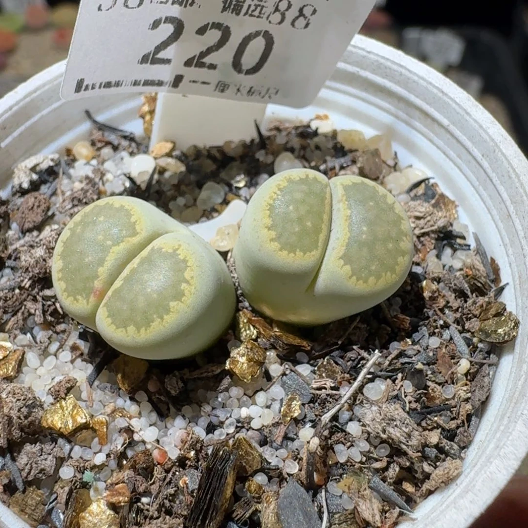 Sss清仓便宜出220