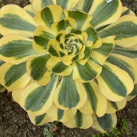 明***风357王妃满25包邮多肉