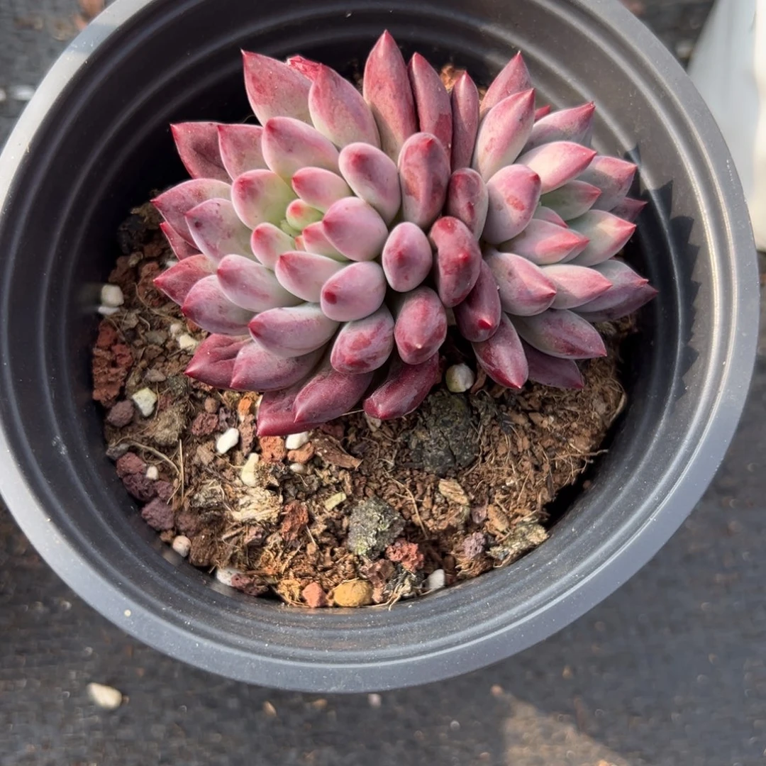 多肉植物双头金鱼姬