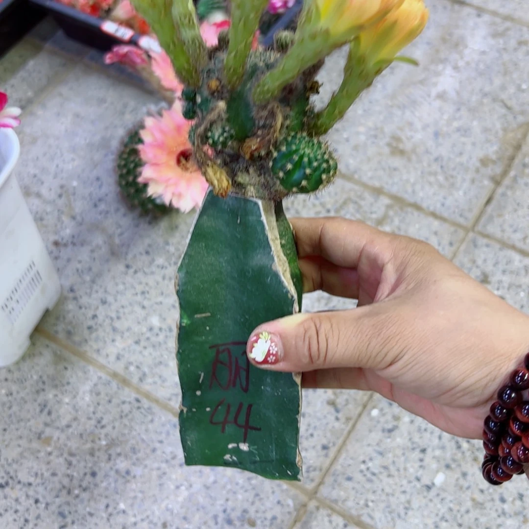 下125火龙果无根嫁接丽花斑点软掰花脱土发货20包邮