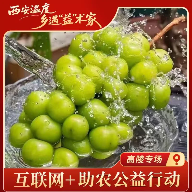 【助农甄选】新鲜当季阳光玫瑰葡萄果园【顺丰包邮】