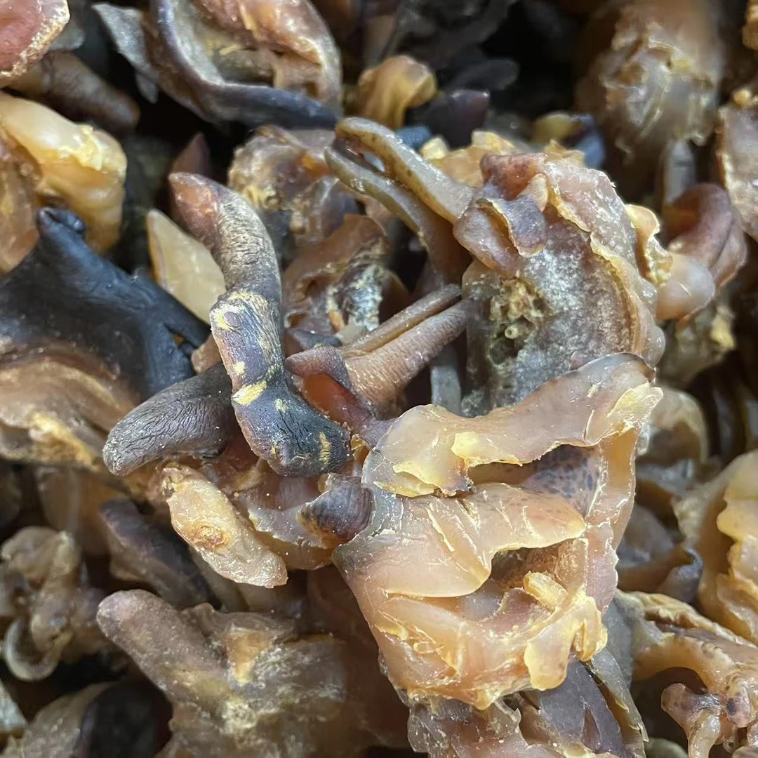 原色响螺嘴无加工