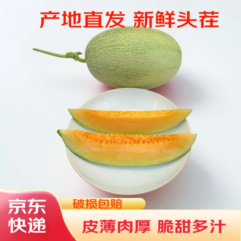 山东哈密瓜西州蜜25号 净重4.5斤单果2斤起 1-2粒 黄河甜瓜蜜瓜 应当季新鲜水果源头直采现摘 脆甜多汁山东省