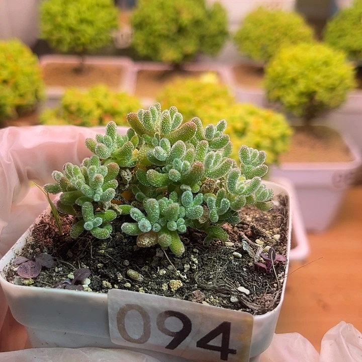 无花朵094冰晶可爱多肉