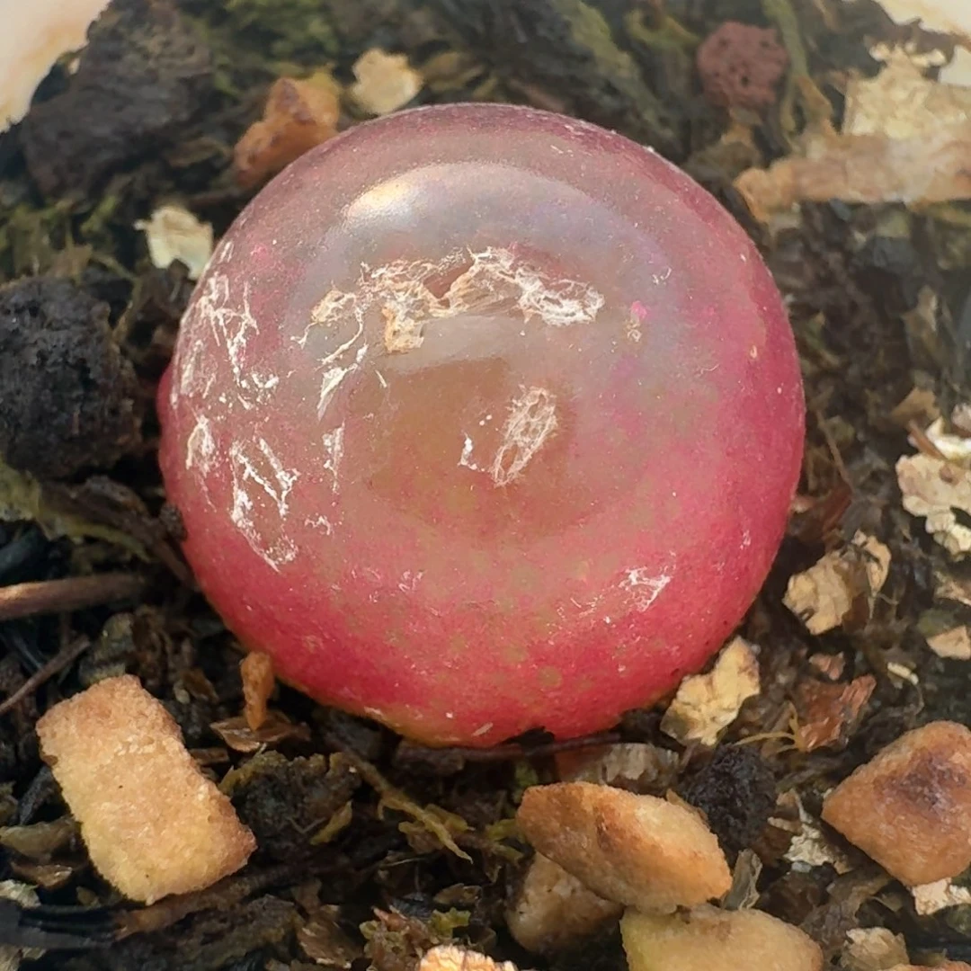 62带盆土发货灯泡尺寸2.0