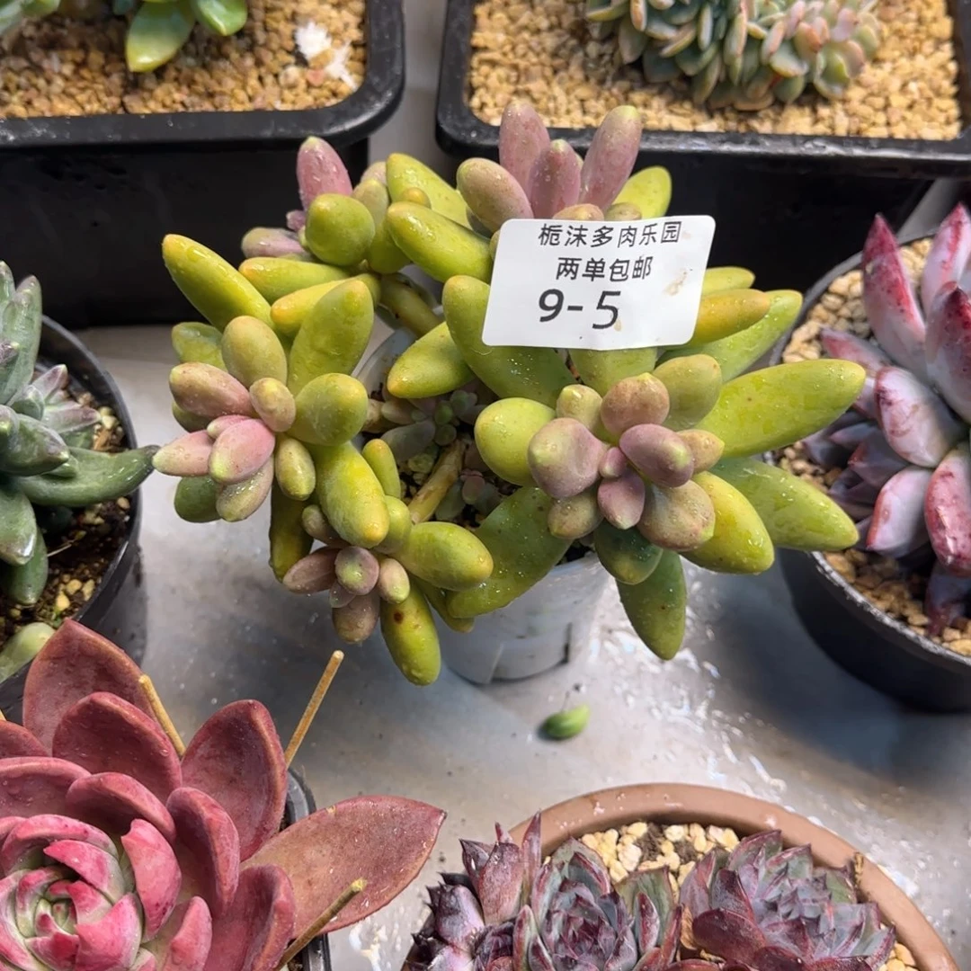 王****9-5糖果美人多肉植物