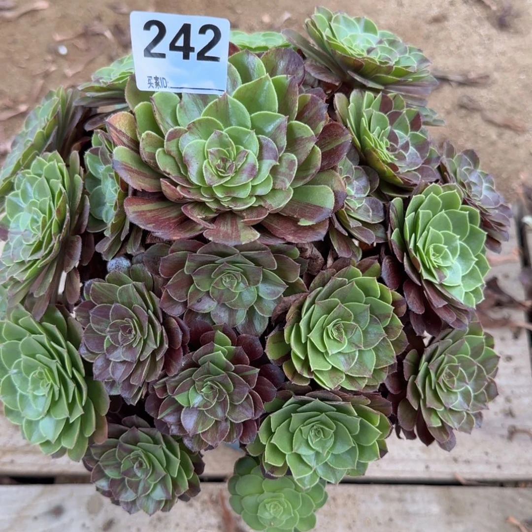 242花月夜多肉植物