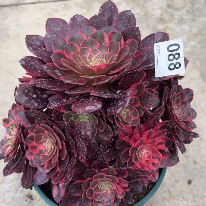 088黑魔锦23厘米左右嫩庄